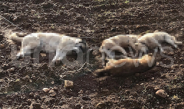 Tülmen'de 4 köpek elektrik akımına kapıldı