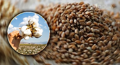 Güncel pamuk ve hububat fiyatları açıklandı