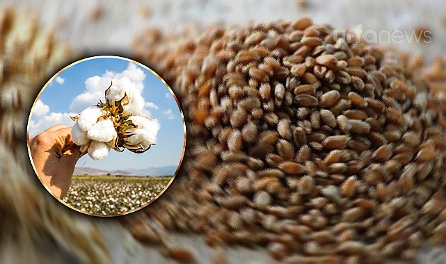 Güncel pamuk ve hububat fiyatları açıklandı