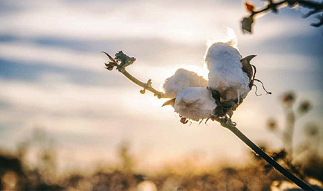 Pamukta güncel fiyatlar açıklandı