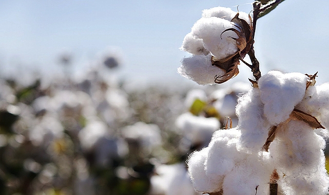 Pamukta güncel fiyatlar belli oldu