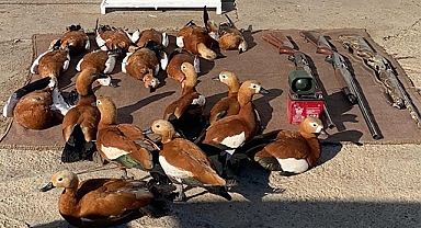 Şanlıurfa'da angut kuşu avlayan üç kişiye para cezası kesildi