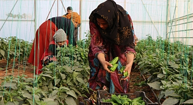 Şanlıurfa'da kadınlar serada biber hasadı yapıyor