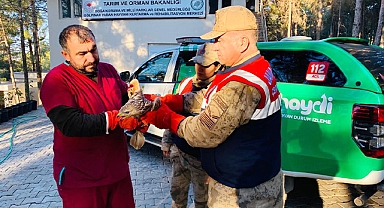 Yaralı halde bulunan kızıl şahin tedavi altına alındı