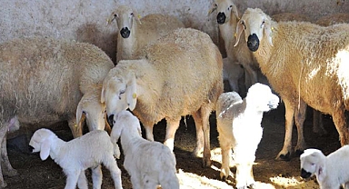 Deprem Şanlıurfa'da hayvancılığı da vurdu