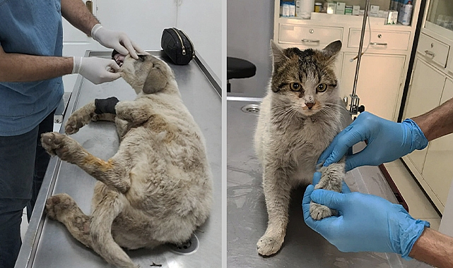 Şanlıurfa&#039;da depremde yaralanan sokak hayvanları tedavi ediliyor