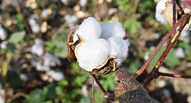 Borsada preseli pamuğun fiyatı yükseldi