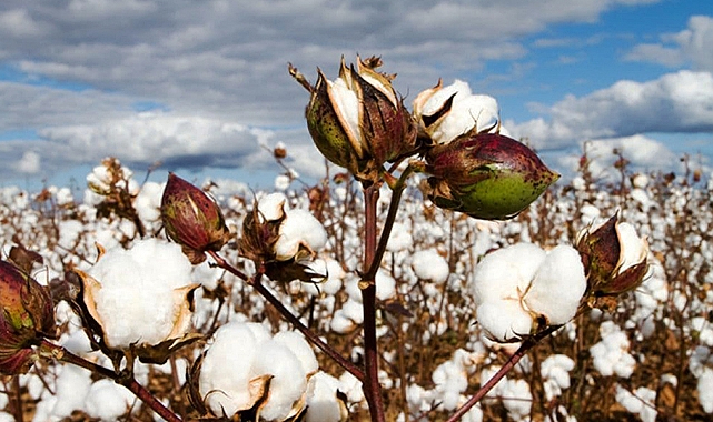 Borsada preseli pamuğun tavan fiyatı düştü