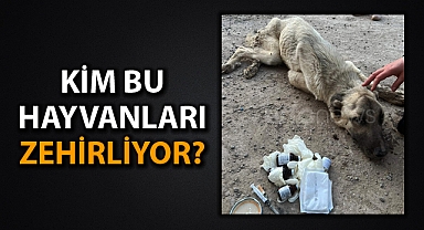 Ceylanpınar'da peş peşe korkutan köpek ölümleri