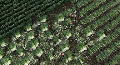 Çiftçilere yaklaşık 1,4 milyar liralık tarımsal destekleme ödemesi yapılacak