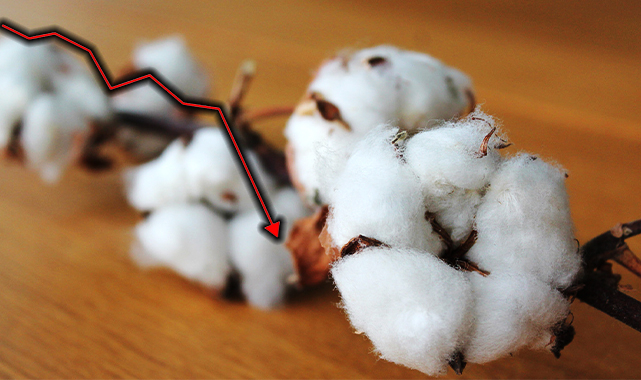 Preseli pamukta fiyatlar düştü