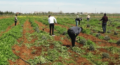 Şanlıurfa'da lise öğrencileri ekim ve hasadı uygulamalı öğreniyor