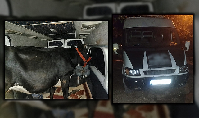 Şanlıurfa&#039;da polisi yaralayan inek hırsızları yakalandı