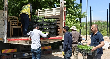 Şanlıurfa'da vatandaşa isot fidesi dağıtıldı