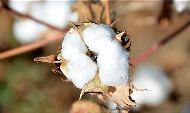 Şanlıurfa Ticaret Borsasında güncel pamuk fiyatları