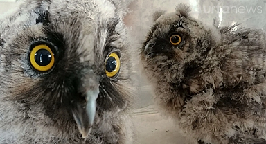 Birecik'te yaralı bulunan orman baykuşu tedavi altına alındı