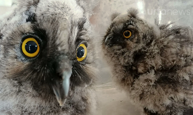 Birecik&#039;te yaralı bulunan orman baykuşu tedavi altına alındı