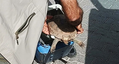 Bitkin halde bulunan kaplumbağa tedavi altına alındı