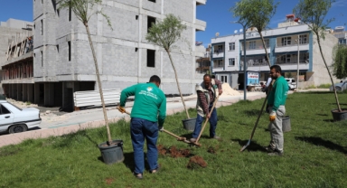 Haliliye'de ağaçlandırma çalışması