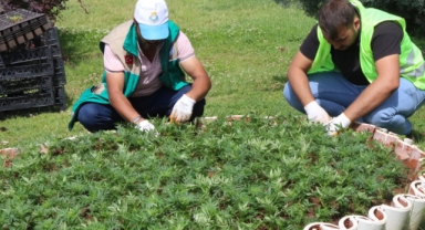 Haliliye'de parklar çiçeklerle renkleniyor