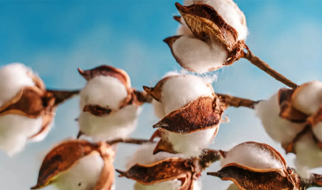 Kütlü pamukta taban fiyat düştü: İşte güncel fiyatlar