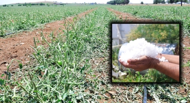 Şanlıurfa'da tarla ve seralar zarar gördü