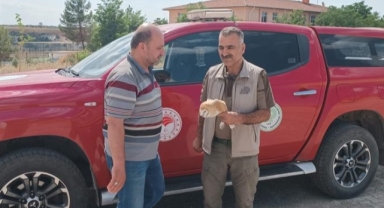 Bitkin halde bulunan peçeli baykuş tedavi altına alındı