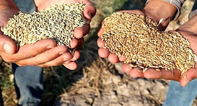 Buğday ve arpa bugün kaç liradan işlem gördü?