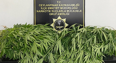 Ceylanpınar'da bir eve uyuşturucu operasyonu düzenlendi