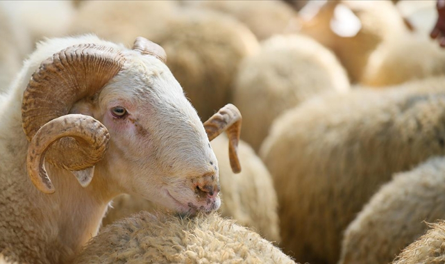 Haliliye&#039;de kurban satış ve kesim yerleri açıklandı