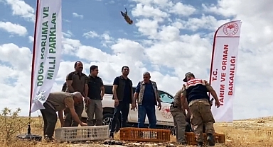 Şanlıurfa'da 300 kınalı keklik doğaya salındı