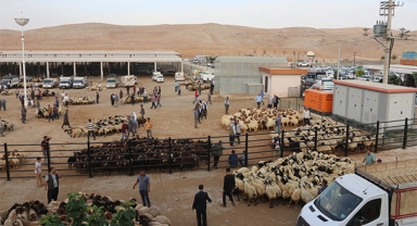 Şanlıurfa'da besiciler kurban fiyatlarından memnun