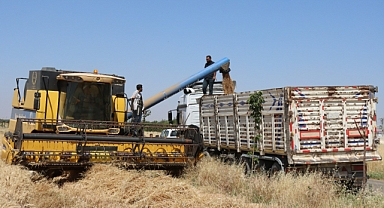 Şanlıurfa'da buğday hasadına kurban kesilerek başlandı