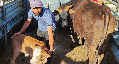 Şanlıurfa'da çalınan inek buzağıyla döndü