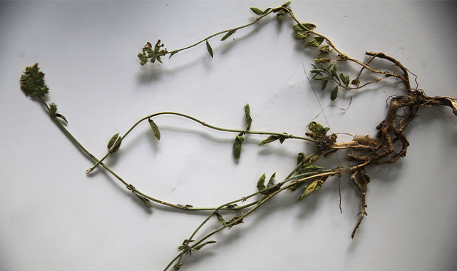 Şanlıurfa'da görev yapan öğretmen buldu: Kum deliçayı ismi verildi