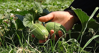 Şelengonun yaygınlaşması için destek veriyorlar