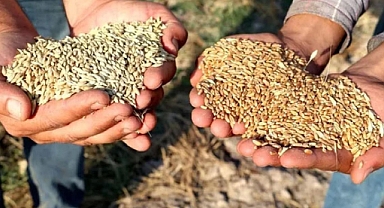 TMO'nun buğday ve arpa alım fiyatları belli oldu