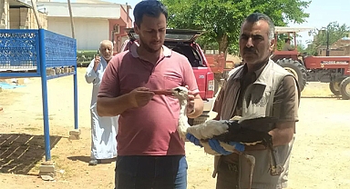 Yaralı halde bulunan leylek tedavi altına alındı