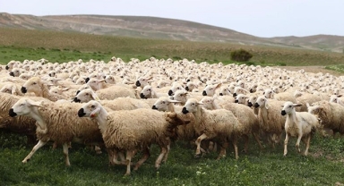 Bayramda 3 milyonun üzerinde küçükbaş kurbanlık satıldı