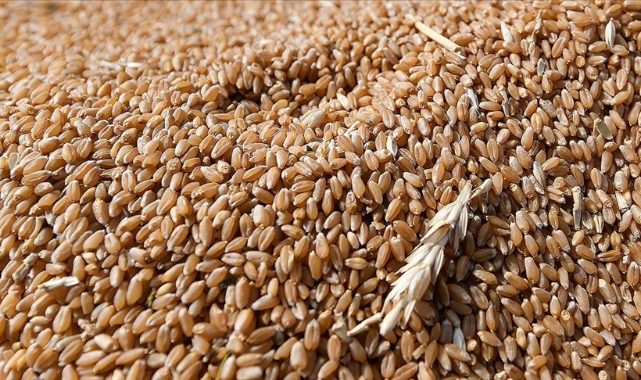 Borsada buğdayın fiyatı düştü