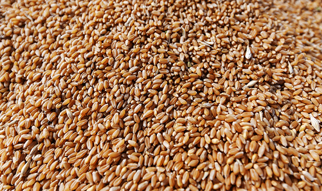 Borsada buğdayın güncel fiyatı belli oldu