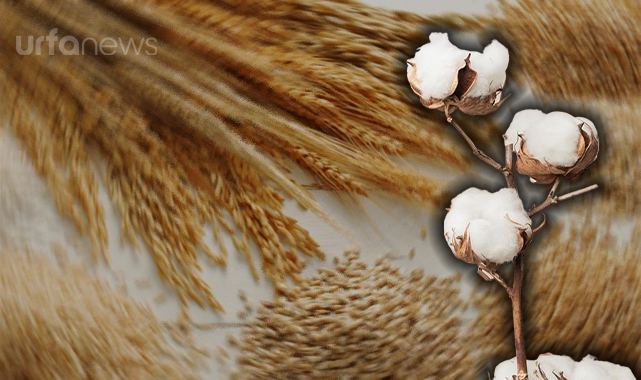 Borsada pamuk ve hububat ürünlerinin güncel fiyatı belli oldu