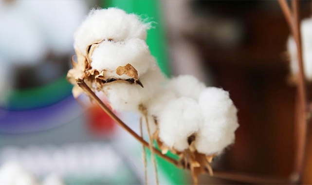 Kütlü ve preseli pamukta güncel fiyatlar belli oldu