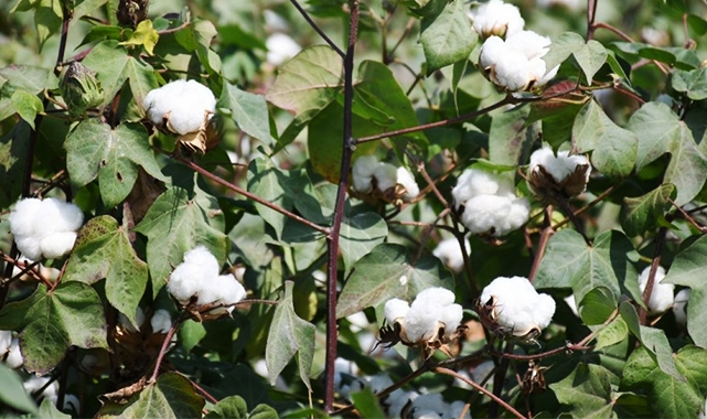Kütlü ve preseli pamukta güncel fiyatlar belli oldu