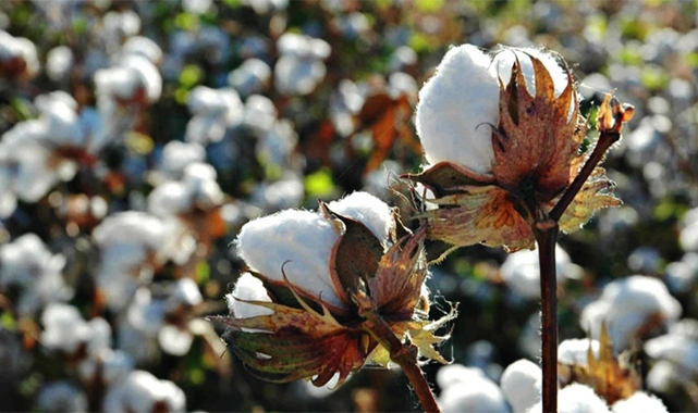 Preseli pamukta tavan fiyat düştü, taban fiyat yükseldi