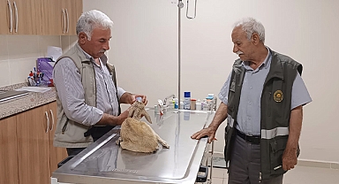 Şanlıurfa'da ceylan yavrusu yaralı halde bulundu