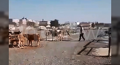 Şanlıurfa'da hayvan pazarında silahlı çatışma