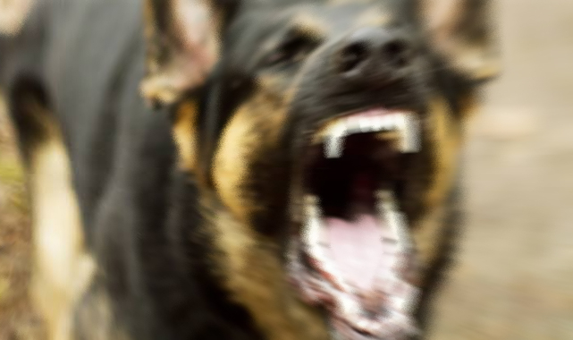 Şanlıurfa'nın ilçesinde kuduz alarmı