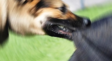 Siverek'te kuduz köpek saldırısına uğrayan mimar öldü
