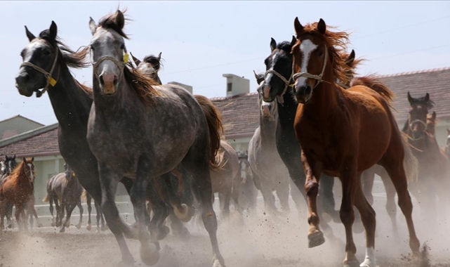 TİGEM, açık artırma ile 66 baş safkan Arap koşu tayı satacak